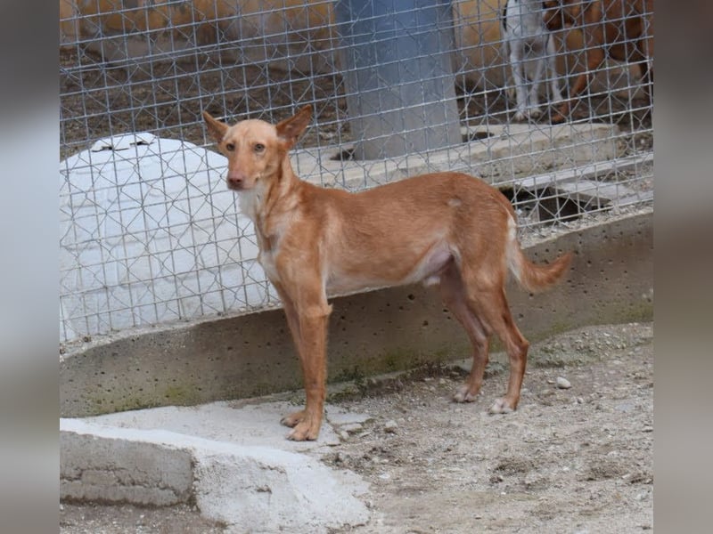 einfühlsame Menschen gesucht für Podenco-Buben