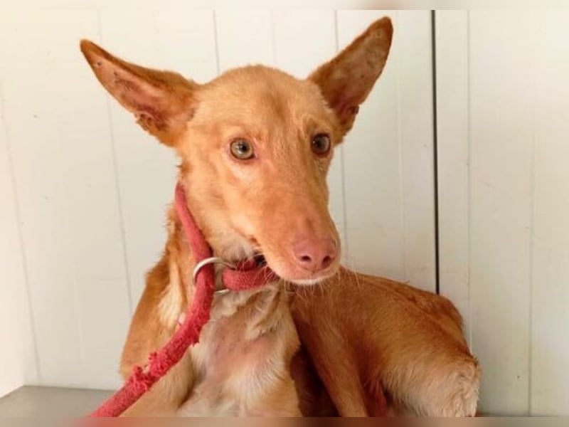 einfühlsame Menschen gesucht für Podenco-Buben