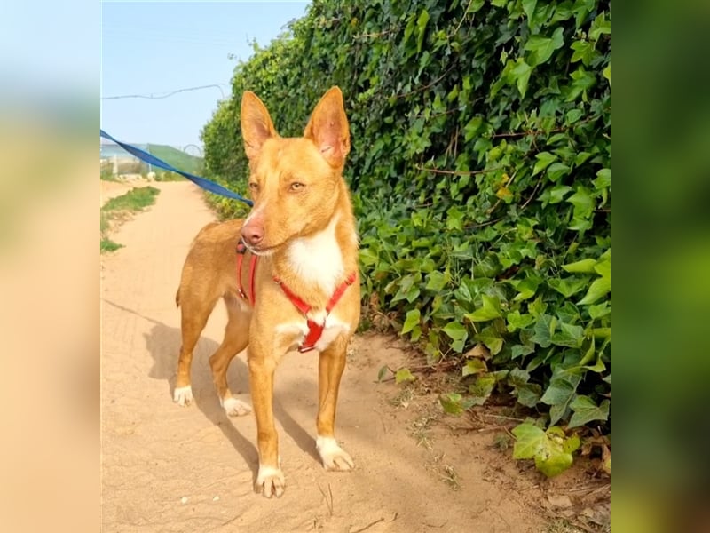 Gimbo - kleiner, lustiger Podenco-Rüde