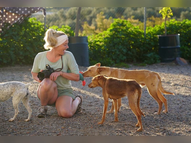 BARNABY-bei Anblick - LIEBE- hier wartet ein Seelenhund auf seine liebevolle Familie