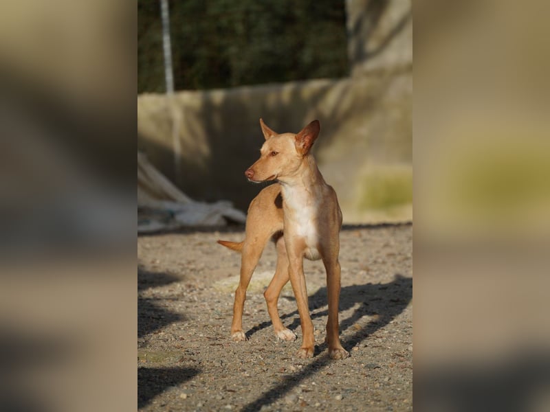 BARNABY-bei Anblick - LIEBE- hier wartet ein Seelenhund auf seine liebevolle Familie