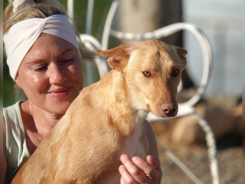 BARNABY-bei Anblick - LIEBE- hier wartet ein Seelenhund auf seine liebevolle Familie