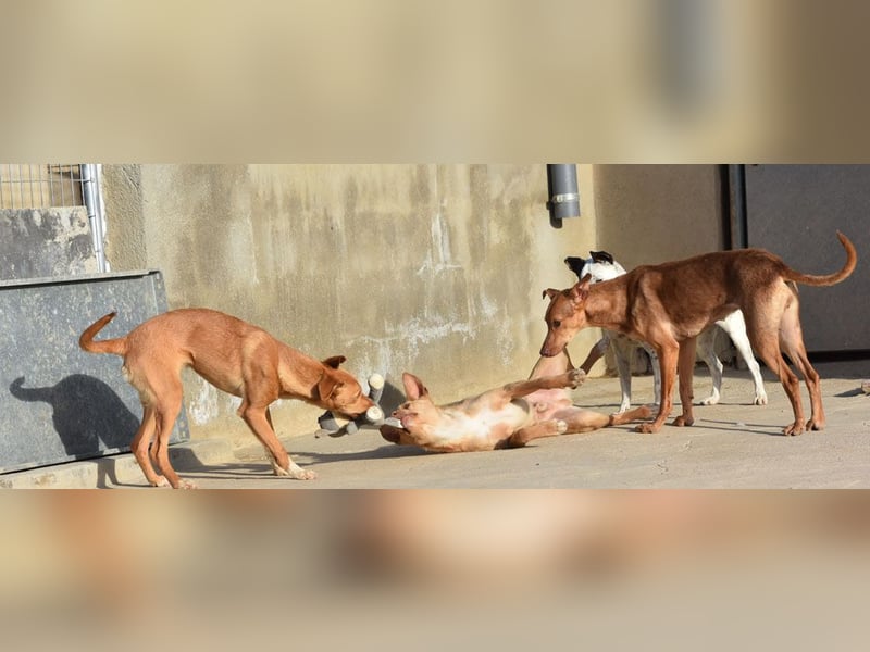 BARNABY-bei Anblick - LIEBE- hier wartet ein Seelenhund auf seine liebevolle Familie