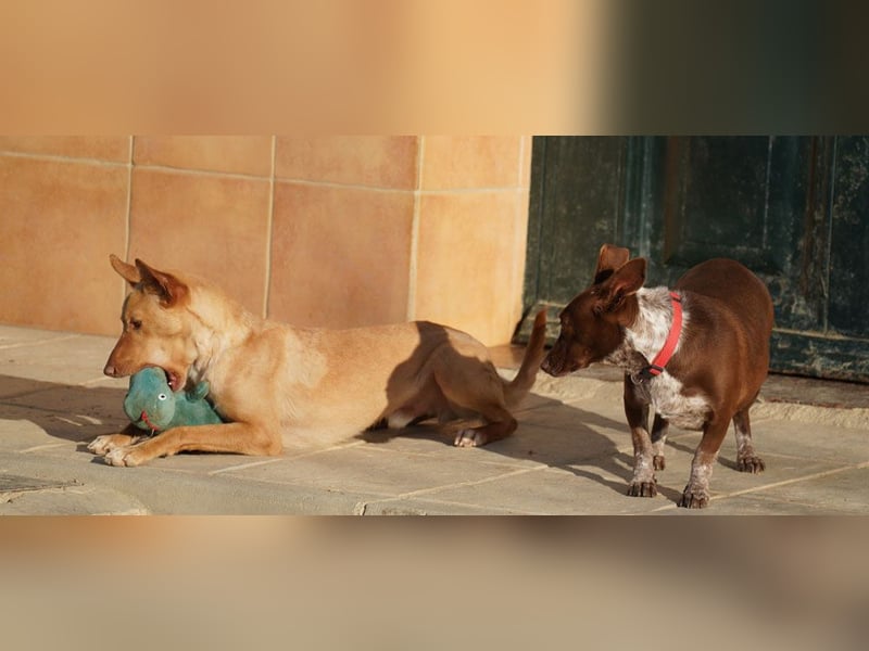 BARNABY-bei Anblick - LIEBE- hier wartet ein Seelenhund auf seine liebevolle Familie