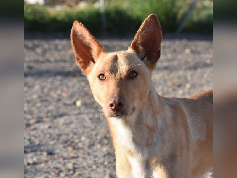 BARNABY-bei Anblick - LIEBE- hier wartet ein Seelenhund auf seine liebevolle Familie