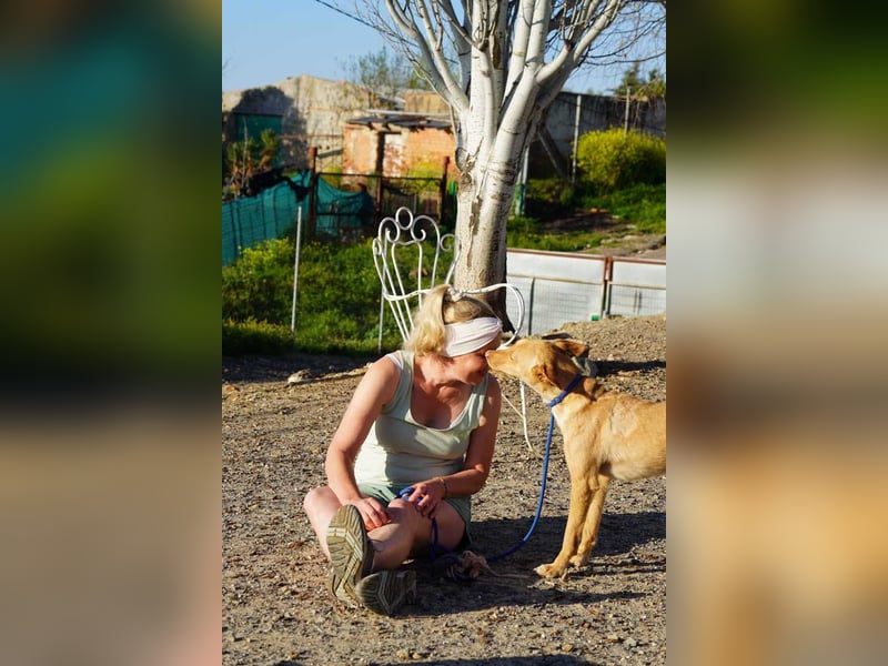 BARNABY-bei Anblick - LIEBE- hier wartet ein Seelenhund auf seine liebevolle Familie