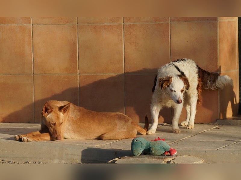 BARNABY-bei Anblick - LIEBE- hier wartet ein Seelenhund auf seine liebevolle Familie