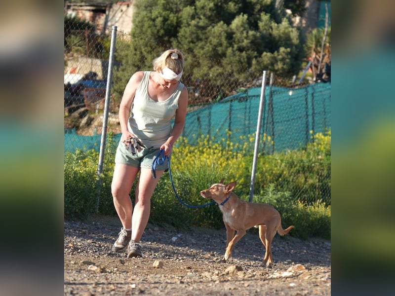 BARNABY-bei Anblick - LIEBE- hier wartet ein Seelenhund auf seine liebevolle Familie