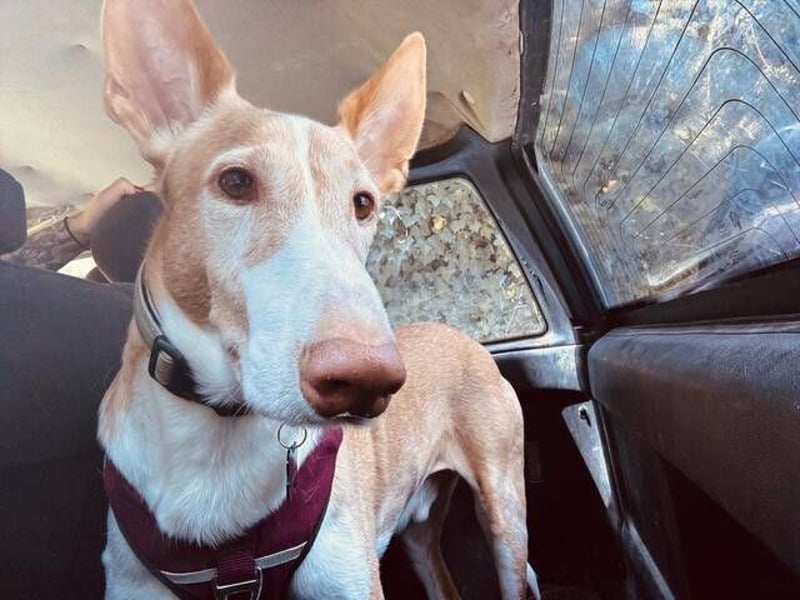 Toby (Spanien) – sanfter Podenco auf der Suche nach einem neuen Anfang