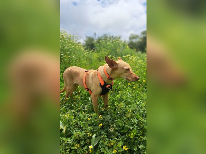 Cirilo (Spanien) - sucht seinen „Goldklumpen“