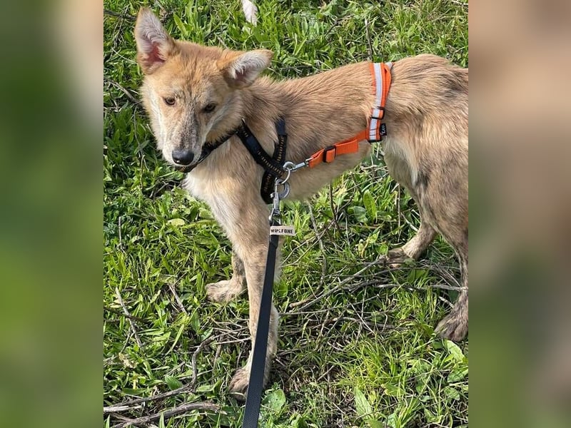 Kovu (Spanien) – ein kleiner, schüchterner Herzensbrecher