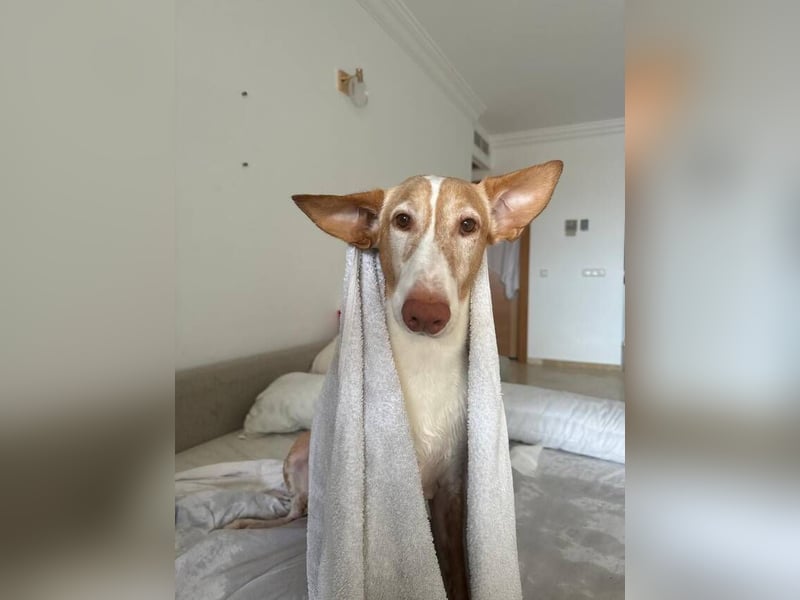 Toby (Spanien) – sanfter Podenco auf der Suche nach einem neuen Anfang