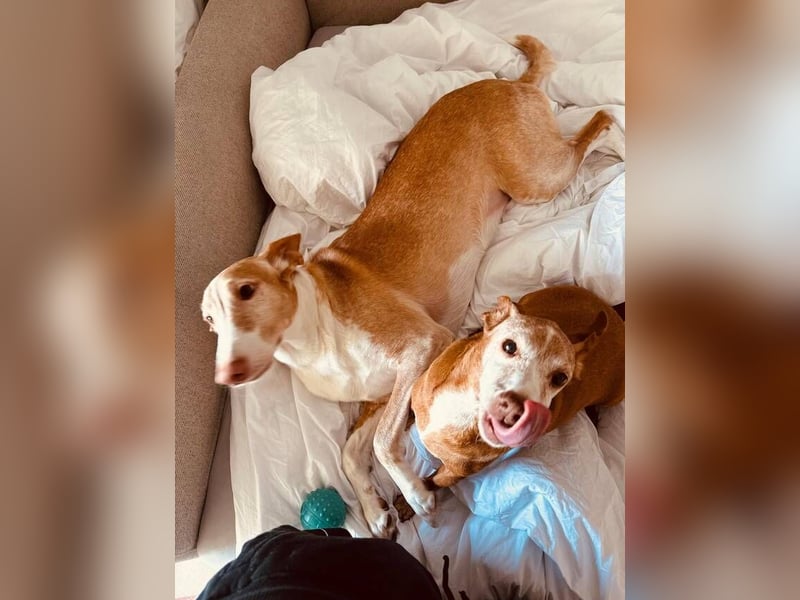 Toby (Spanien) – sanfter Podenco auf der Suche nach einem neuen Anfang