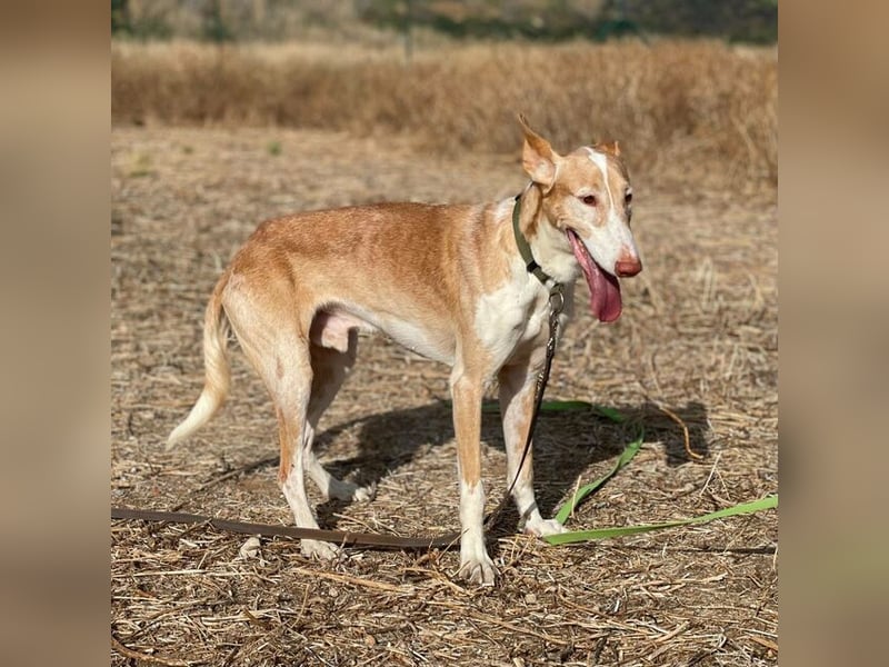 Toby (Spanien) – sanfter Podenco auf der Suche nach einem neuen Anfang