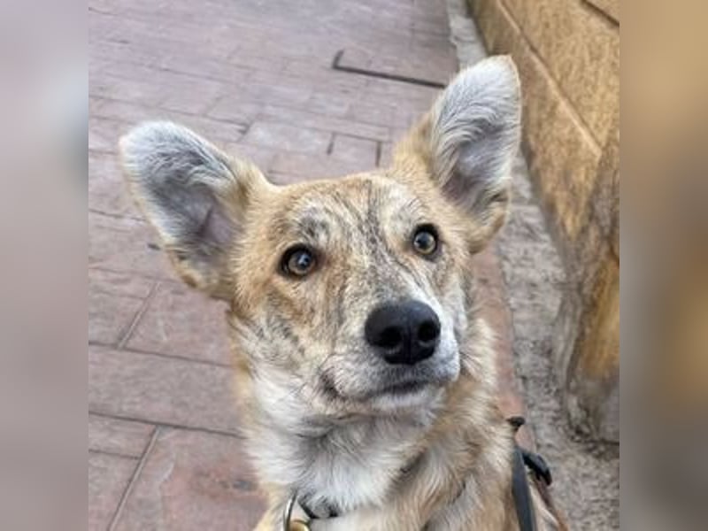Kovu (Spanien) – ein kleiner, schüchterner Herzensbrecher