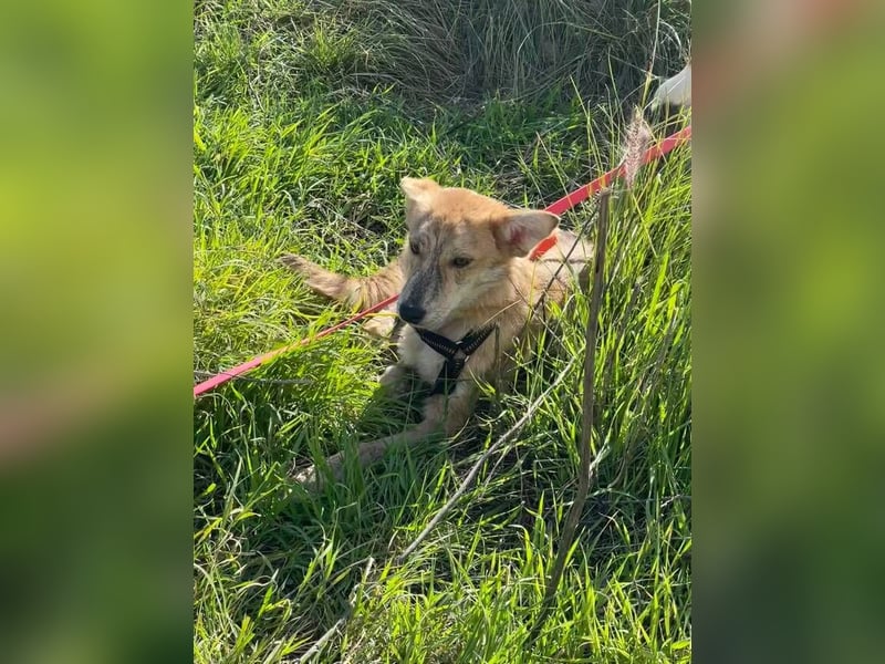 Kovu (Spanien) – ein kleiner, schüchterner Herzensbrecher