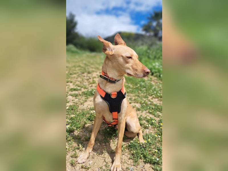 Cirilo (Spanien) - sucht seinen „Goldklumpen“
