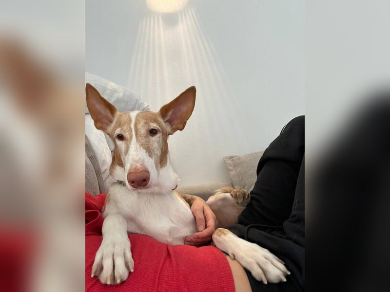 Toby (Spanien) – sanfter Podenco auf der Suche nach einem neuen Anfang