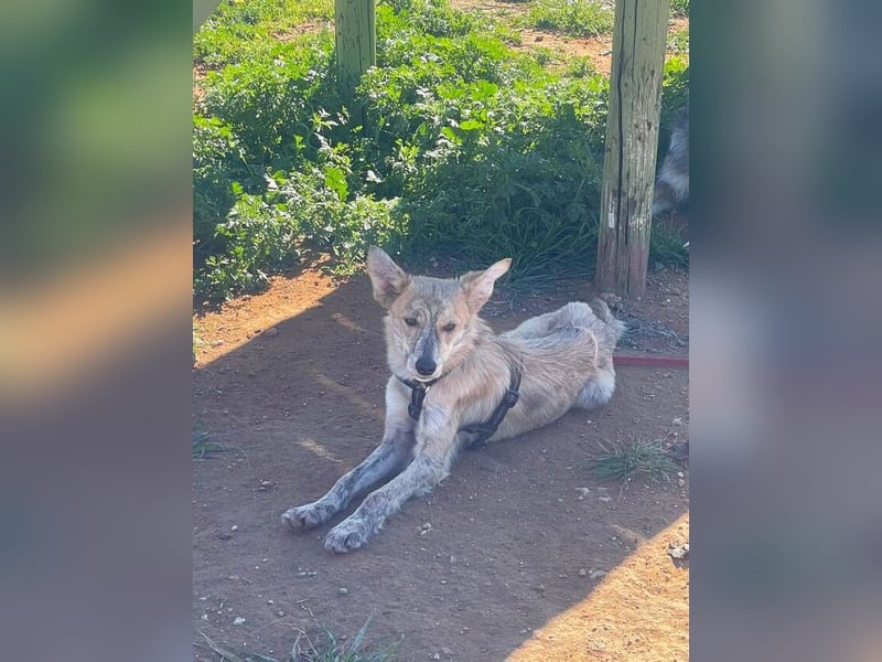 Kovu (Spanien) – ein kleiner, schüchterner Herzensbrecher