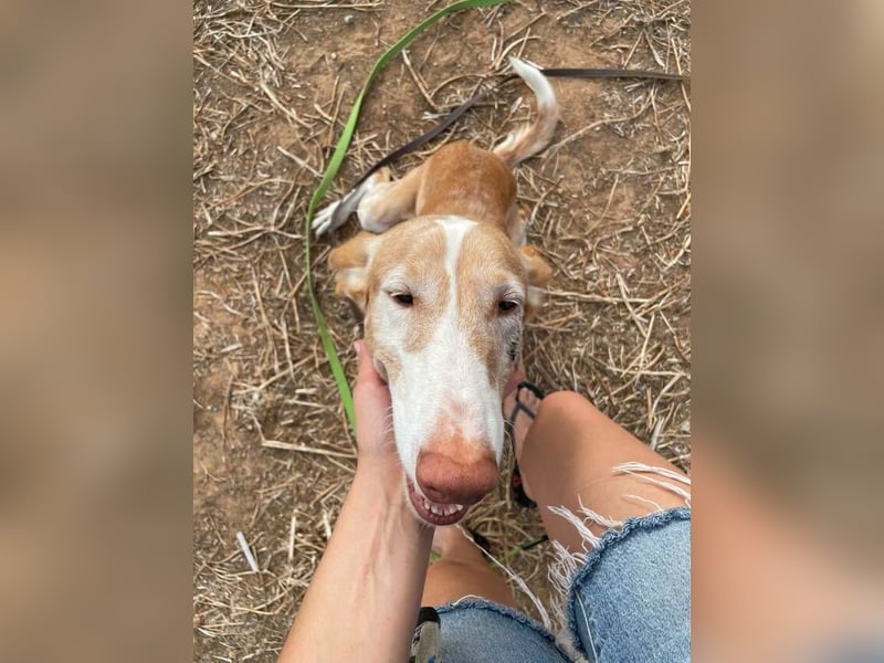 Toby (Spanien) – sanfter Podenco auf der Suche nach einem neuen Anfang