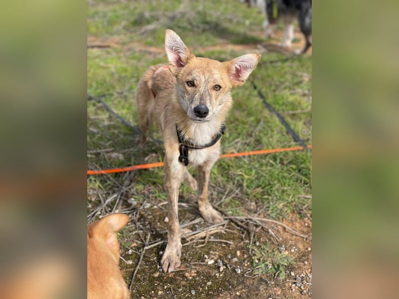 Kovu (Spanien) – ein kleiner, schüchterner Herzensbrecher