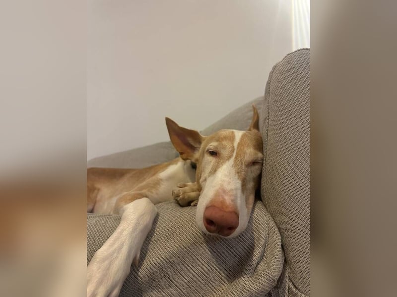 Toby (Spanien) – sanfter Podenco auf der Suche nach einem neuen Anfang