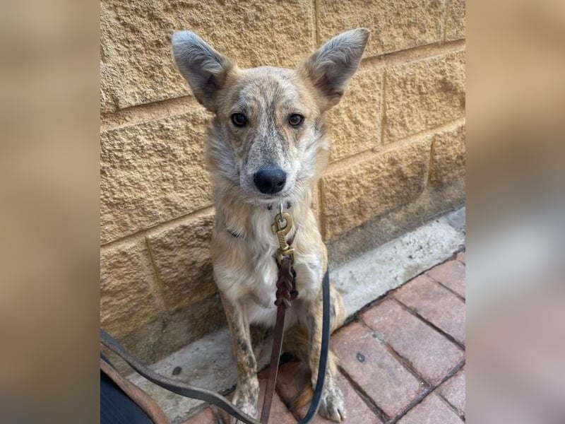 Kovu (Spanien) – ein kleiner, schüchterner Herzensbrecher