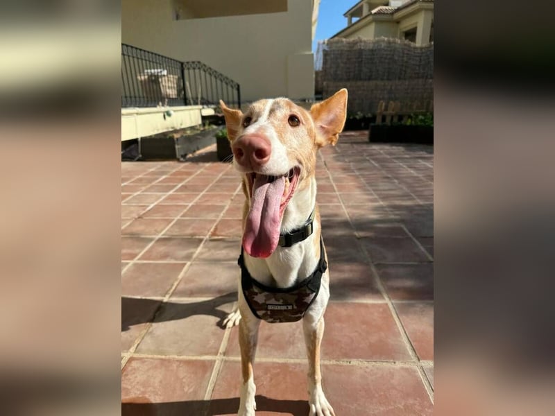 Toby (Spanien) – sanfter Podenco auf der Suche nach einem neuen Anfang
