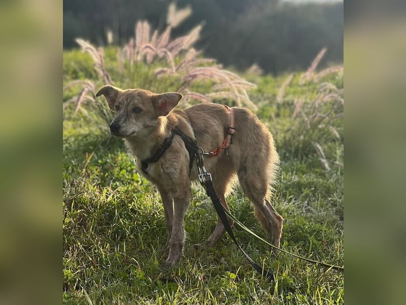 Kovu (Spanien) – ein kleiner, schüchterner Herzensbrecher