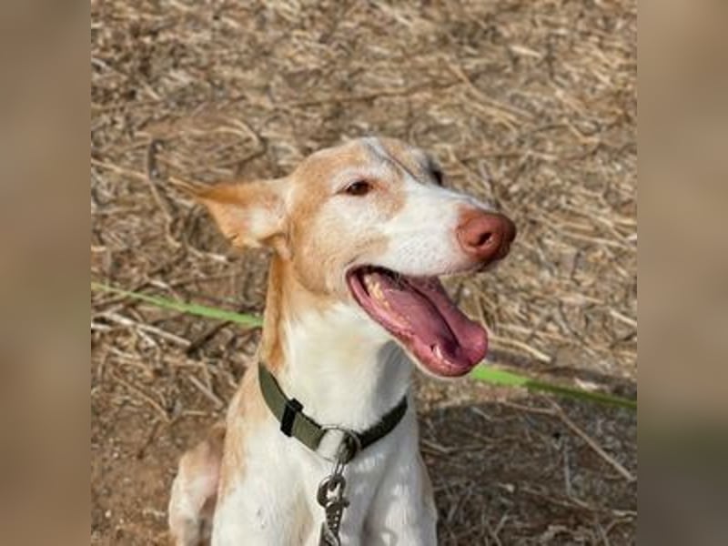 Toby (Spanien) – sanfter Podenco auf der Suche nach einem neuen Anfang