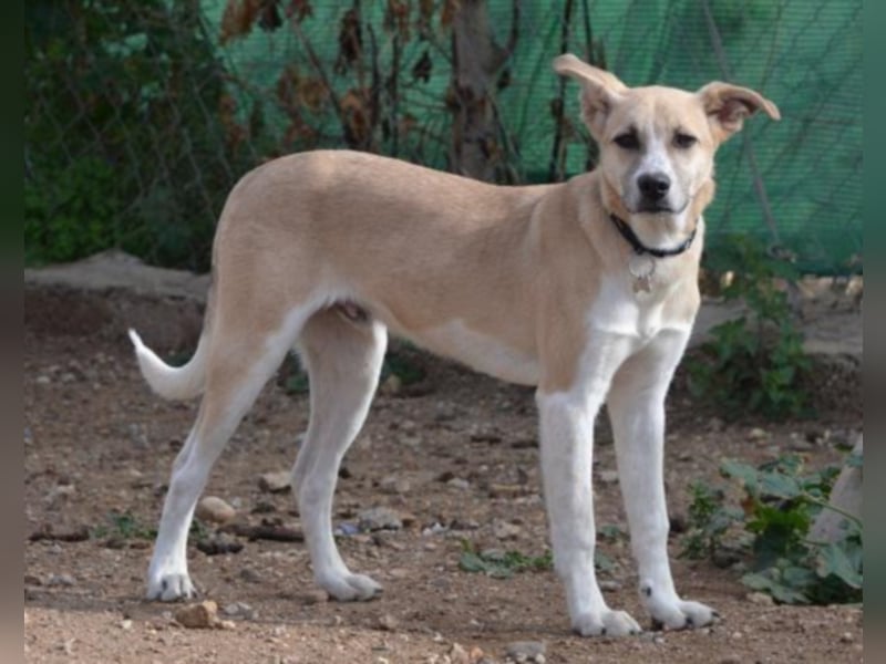 Shyboy sucht eine Familie mit Liebe und Geduld