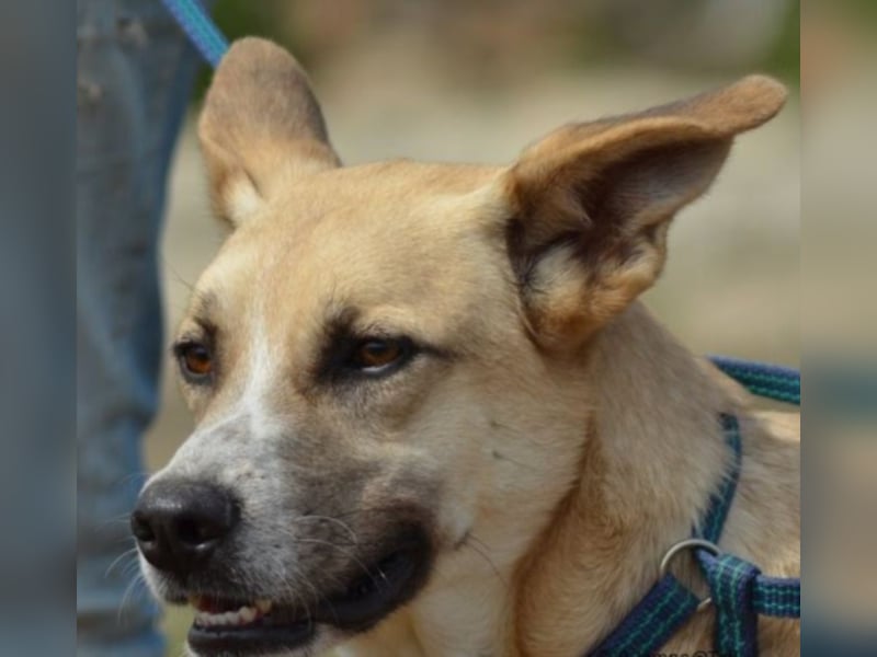 Shyboy sucht eine Familie mit Liebe und Geduld
