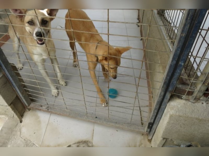 Shyboy sucht eine Familie mit Liebe und Geduld