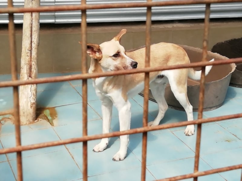 Shyboy sucht eine Familie mit Liebe und Geduld
