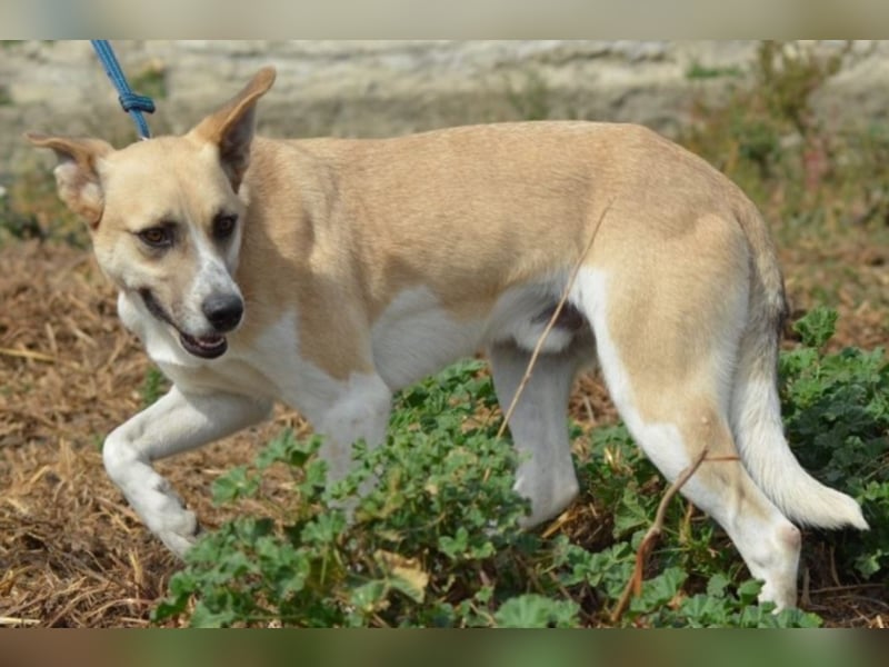 Shyboy sucht eine Familie mit Liebe und Geduld