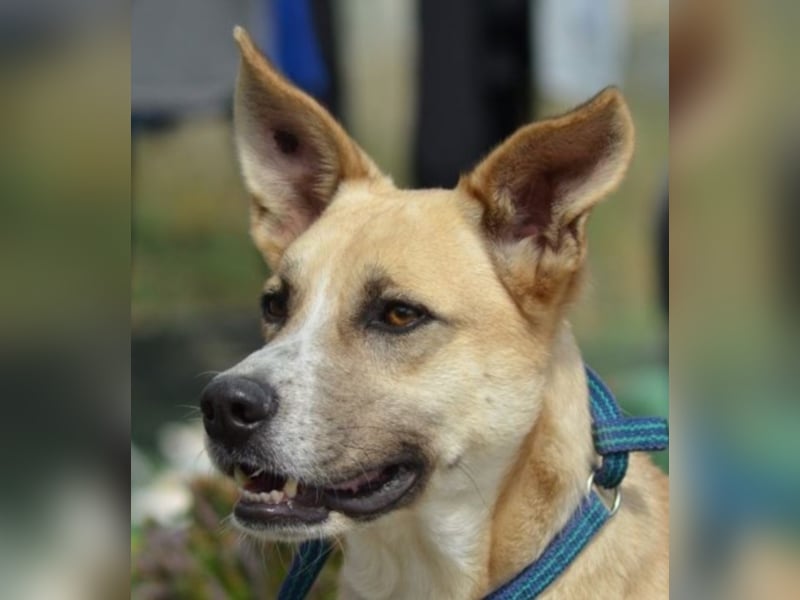 Shyboy sucht eine Familie mit Liebe und Geduld