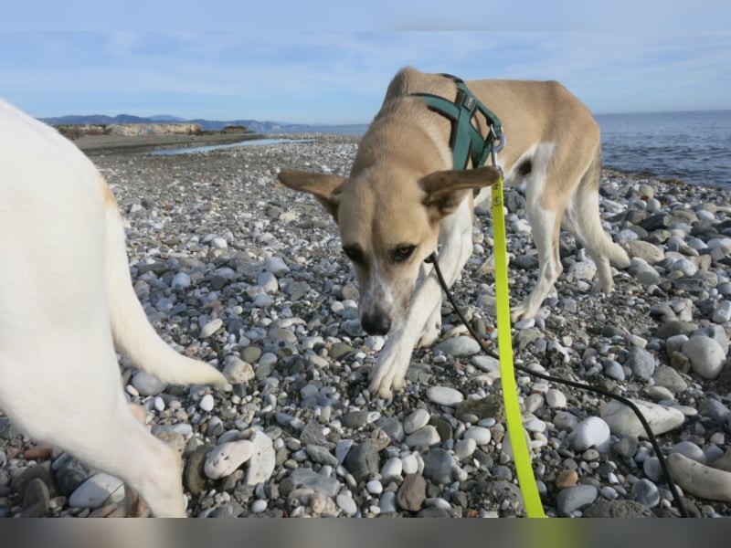 Shyboy sucht eine Familie mit Liebe und Geduld
