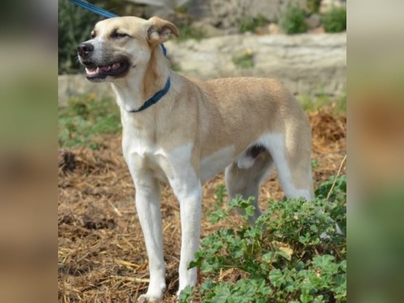 Shyboy sucht eine Familie mit Liebe und Geduld