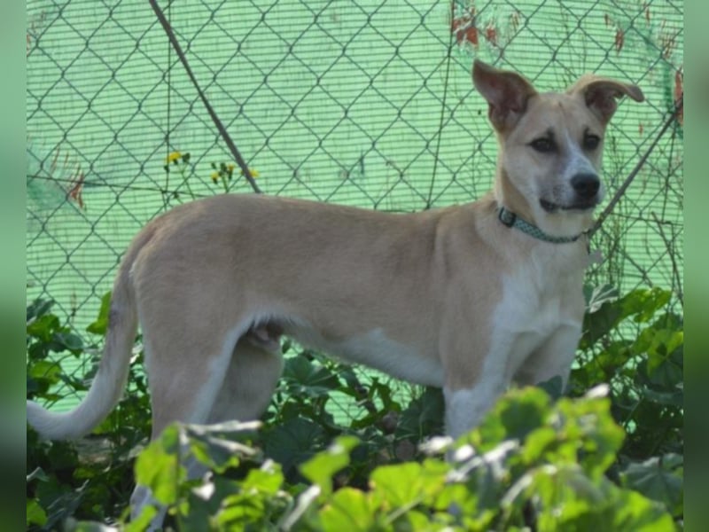 Shyboy sucht eine Familie mit Liebe und Geduld