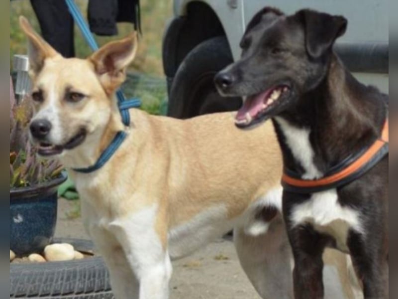 Shyboy sucht eine Familie mit Liebe und Geduld