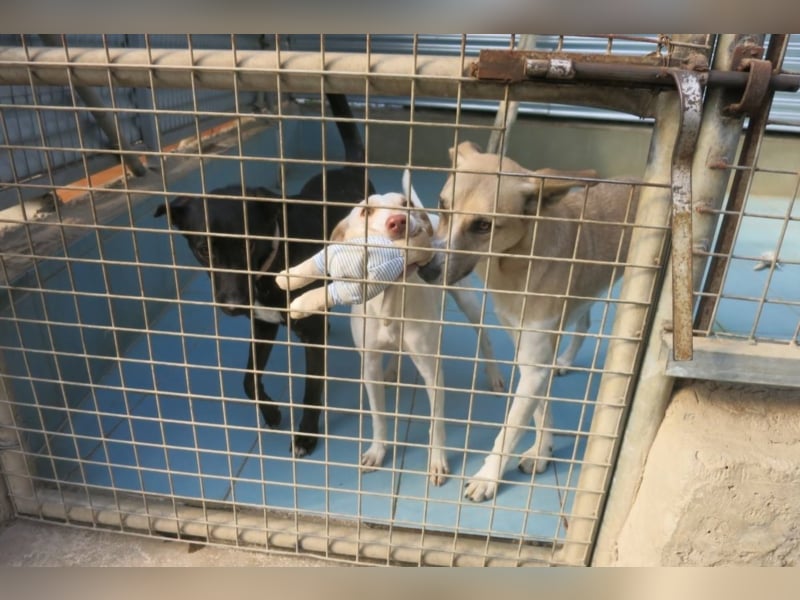 Shyboy sucht eine Familie mit Liebe und Geduld