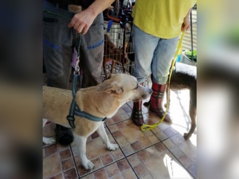 Shyboy sucht eine Familie mit Liebe und Geduld