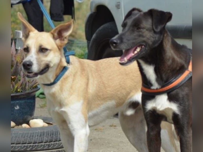 Shyboy sucht eine Familie mit Liebe und Geduld