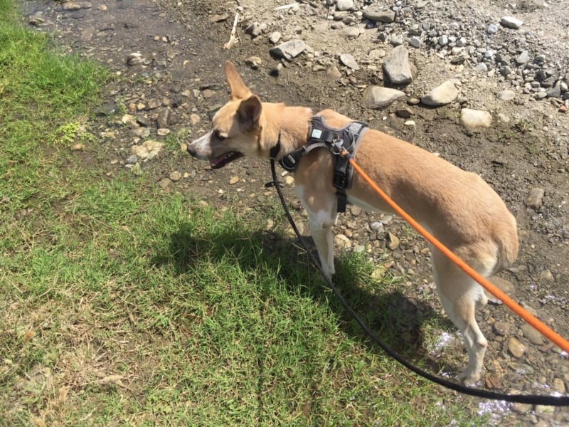 Shyboy sucht eine Familie mit Liebe und Geduld