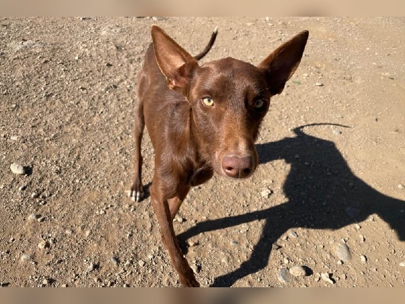 Chocolate, anhänglicher, liebevoller ´, sozialer Podenco Bube