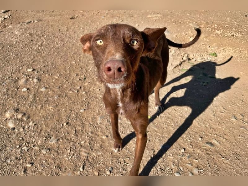 Chocolate, anhänglicher, liebevoller ´, sozialer Podenco Bube