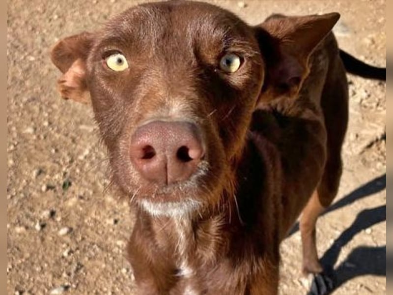Chocolate, anhänglicher, liebevoller ´, sozialer Podenco Bube