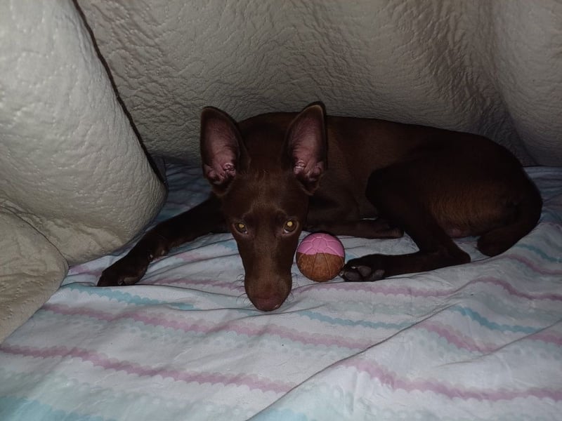Chocolate