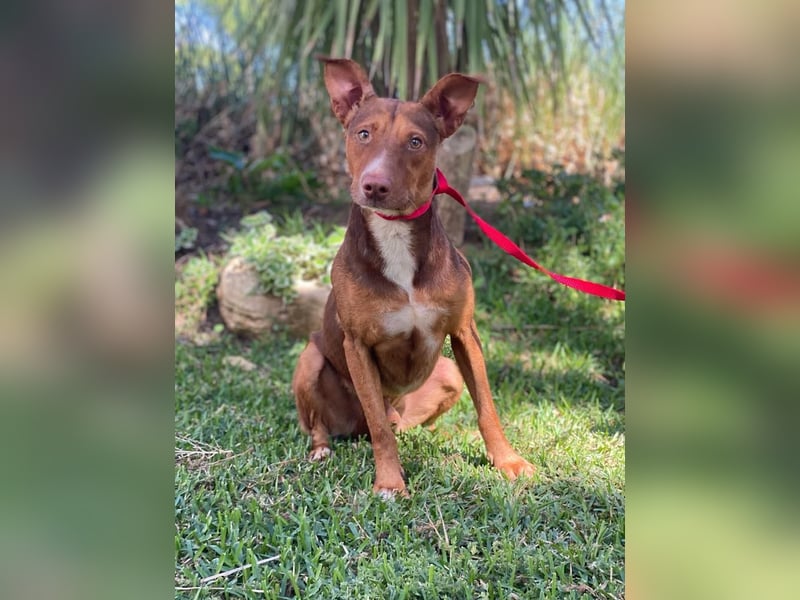 Schokofarbener Podenco-Mix-Rüde sucht seine Menschen