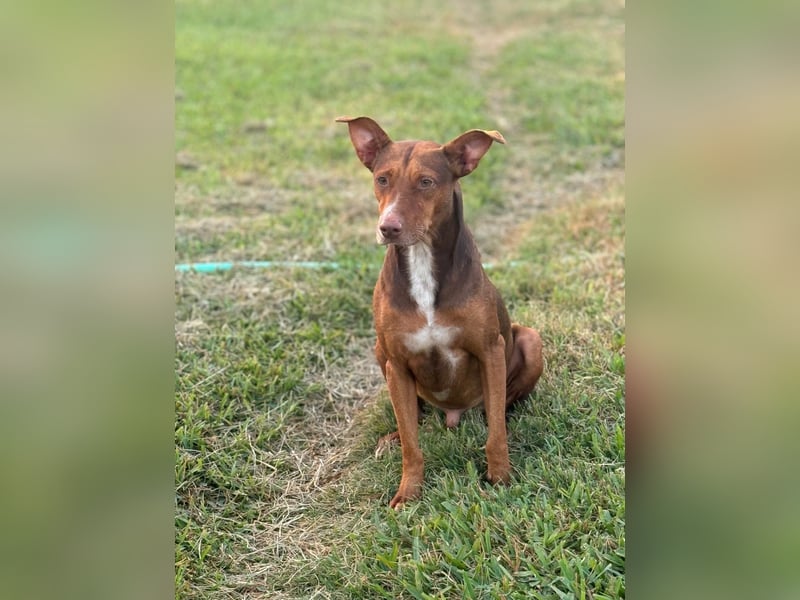 Schokofarbener Podenco-Mix-Rüde sucht seine Menschen
